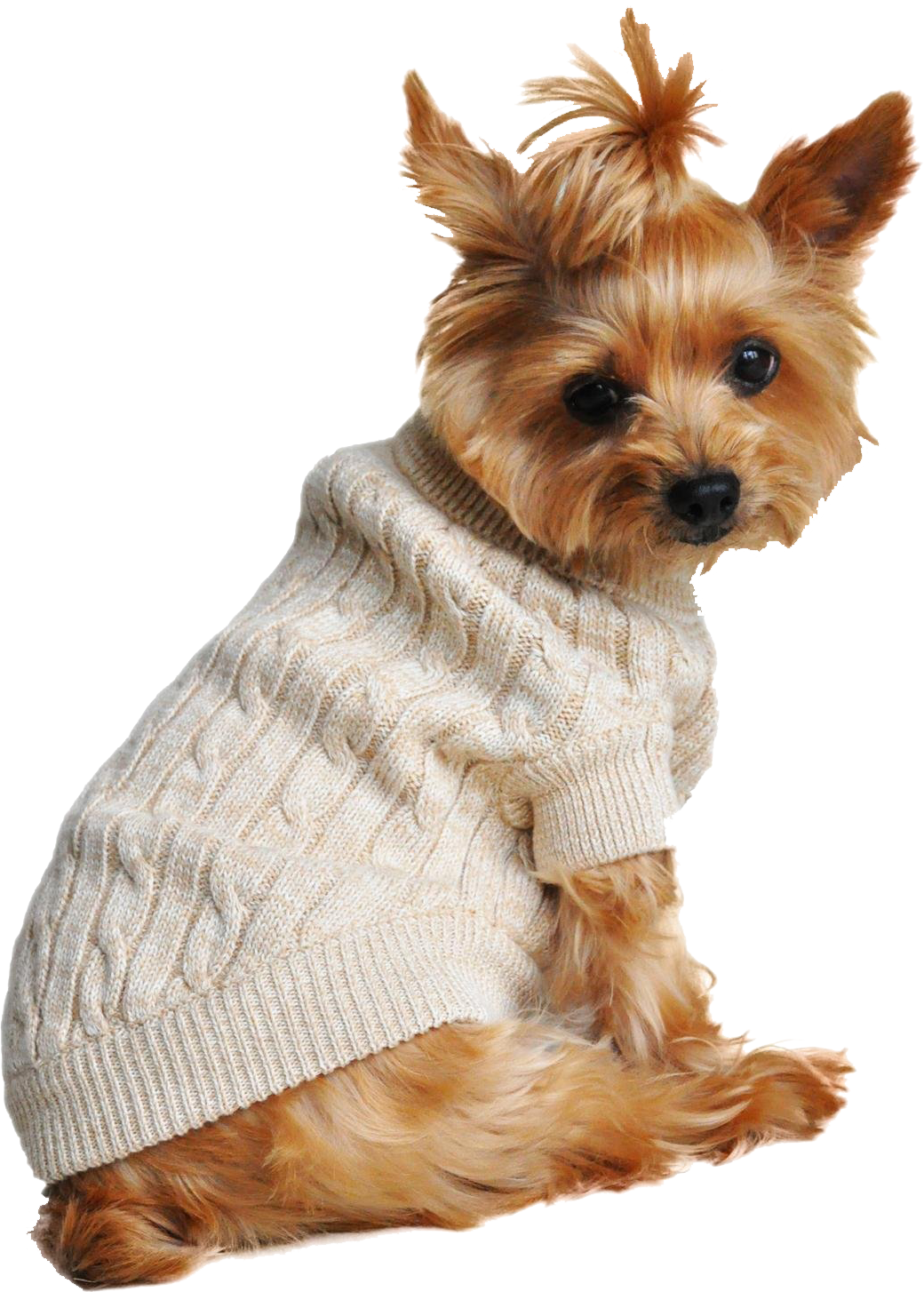 dog_sweater